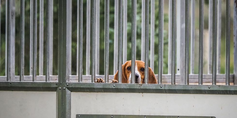 A beagle used for experimentation stares out from behind the bars of an outdoor enclosure at an animal testing facility. Czechia, 2021. Lukas Vincour / Zvířata Nejíme / We Animals Media