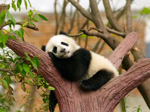 Schlafender Großer Panda-Bär - Baby