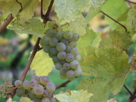 Weintrauben von dem Schöneberger Weinberg (aus dem Archiv der Pressestelle)