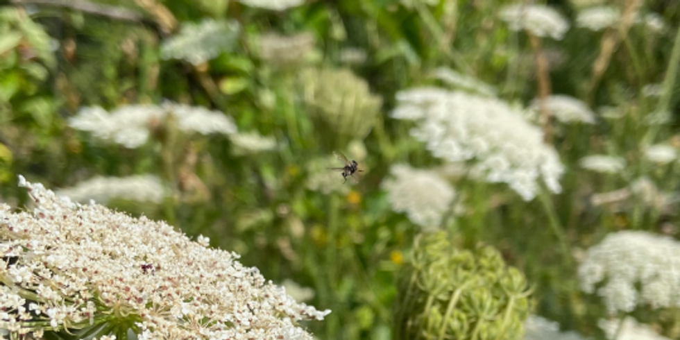Ein Insekt fliegt zwischen den Blüten von Pflanzen