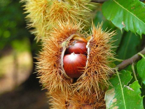 Bildvergrößerung: Früchte der Edel-Kastanie mit den braunen Maronen