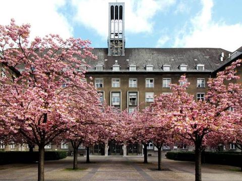 Rathaus Tiergarten mit blühenden Kirschbäumen