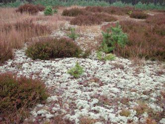 Rentierflechten (Cladonia spec.) auf einer Heidefläche im Grunewald