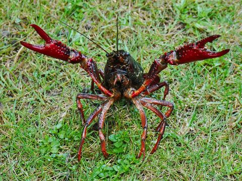 Amerikanischer Sumpfkrebs (Procambarus clarkii); Der aus Nordamerika stammende Rote Amerikanische Sumpfkrebs wurde Mitte des 20. Jh. in Europa eingeschleppt. Die Art ist Träger der für einheimische Krebsarten tödlichen Krebspest.