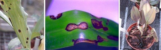 Blattflecken durch Pilz- und Virusbefall, Wurzelschaden an Orchideenpflanzen
