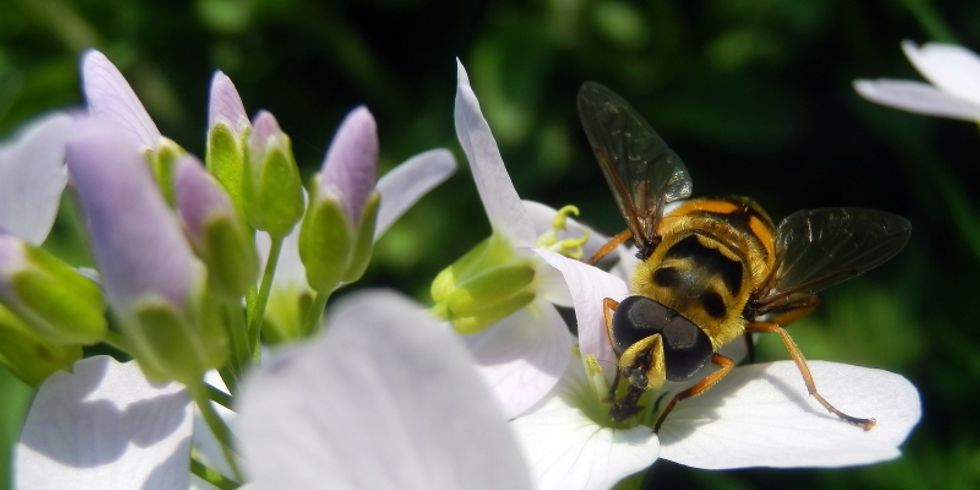 Biene auf blühendem Wiesenschaumkraut