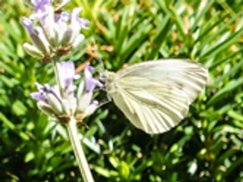 Lavendelblüte mit Schmetterling