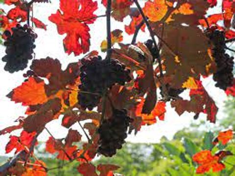 Rotblättrige Weinrebe mit Trauben