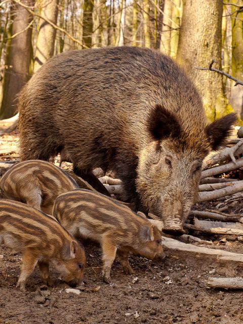 ein Wildschwein mit drei Frischlinge im Wald