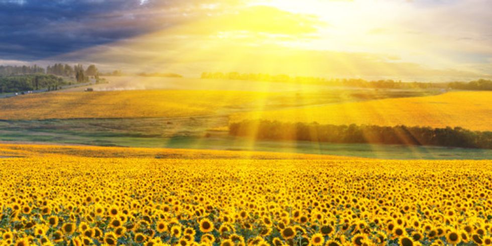 Sonnenaufgang über einem Sonnenblumenfeld