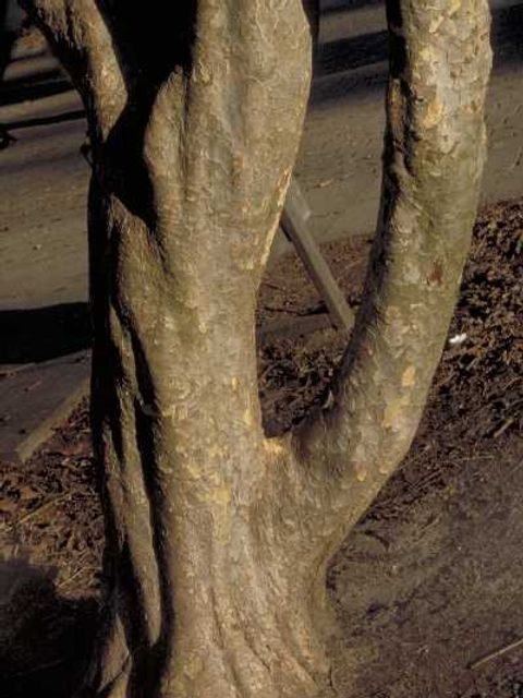 Stamm des Eisenholzbaums