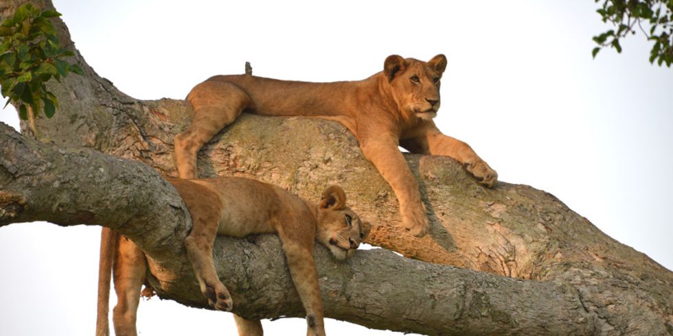 Zwei junge Löwen liegen auf einem Ast