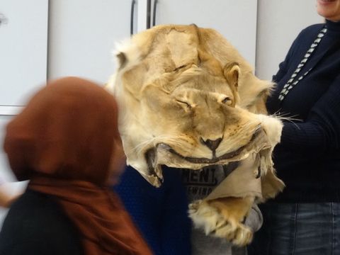 Tierpräparat Löwenkopf wird von Besucherin des Naturkundemuseums berührt
