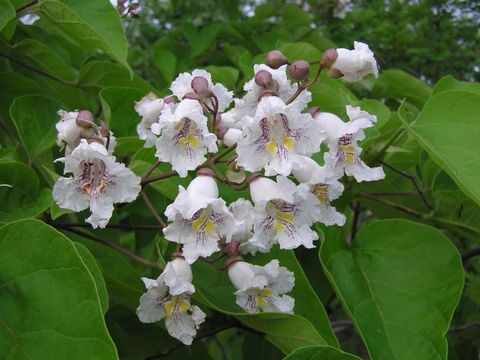 Bildvergrößerung: Blätter und Blüten des Trompetenbaumes