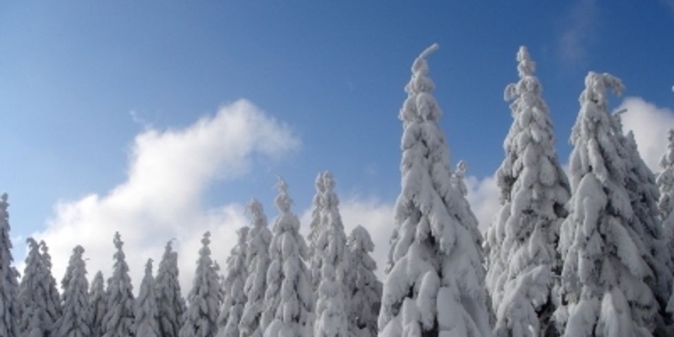 Schneebehangene Bäume