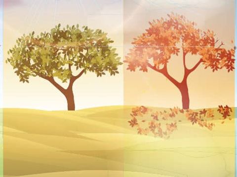 Symbolfoto Jahreszeiten dargestellt durch vier Bäume
