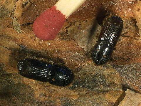 Waldgärtner: Käfer Größenvergleich