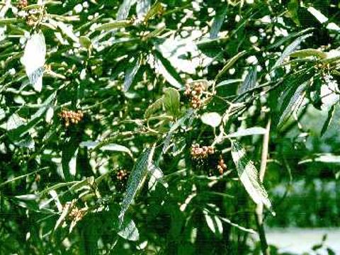 Schneeball - Früchte und Blätter eines Schneeballstrauchs