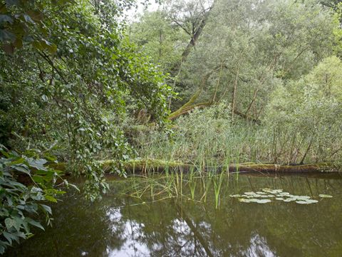 Bildvergrößerung: NSG Grunewaldsee (südlicher Teil), Weidengebüsche säumen das Ufer