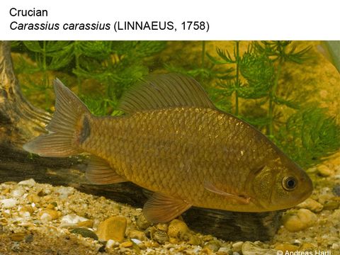 Enlarge photo: 01 Crucian - Carassius carassius (Linnaeus, 1758)