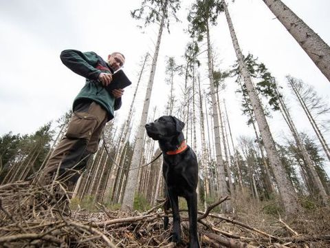 Fortmitarbeiter mit Hund an einer kahlen Stelle im Brandenburger Wald - Der Wald ist eine der größten Baustellen 