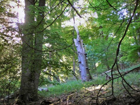 Bildvergrößerung: In den Berliner Wäldern finden sich viele abgestorbene Bäume, die als Lebensraum für unzählige Lebewesen dienen.