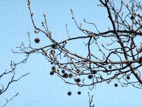 Amberbaum - Zweige und Früchte eines Amberbaums