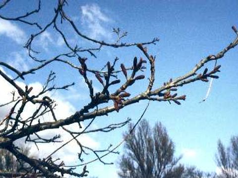 Kaukasische Flügelnuss - Zweige und Knospen des Flügelnussbaums