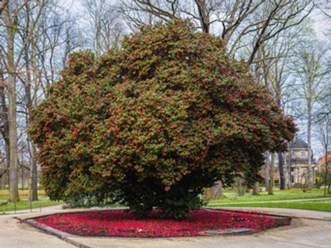 Ein blühender Kamelienbaum im Schlosspark Pillnitz