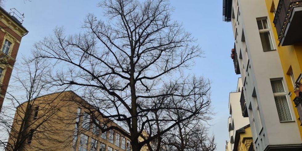 Leidet am Stammfußfäule: Baum an der Wilhelmsaue 31. 