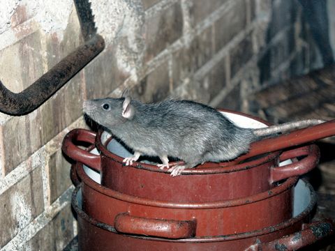 Ratte auf Kochtöpfe