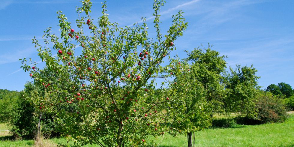 Ein Apfelbaum mit roten Äpfeln