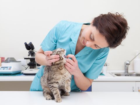 Junge Tierärztin untersucht Katze