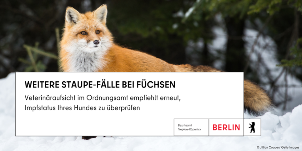 Fuchs im Schnee mit Infotext: Weitere Staupe-Fälle bei Füchsen