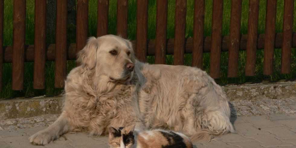 Ein Hund und eine Katze liegen nebeneinander