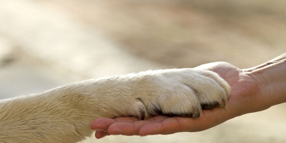Menschenhand hält Hundepfote