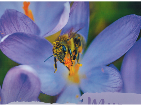 Biene sitzt auf einer blauen Blüte