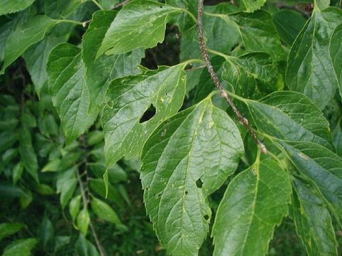 Bildvergrößerung: Blätter des Amerikanischen Zürgelbaumes 
