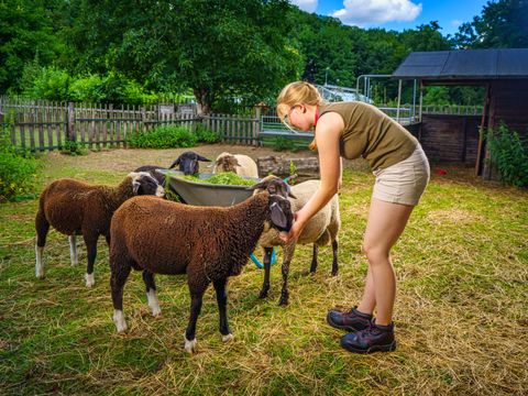 Ein Mädchen füttert Schafe