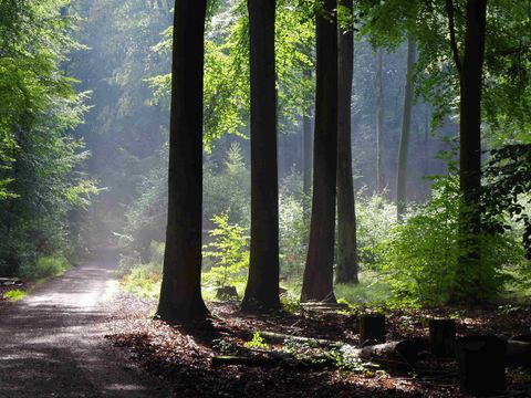 Waldweg im Laubwald