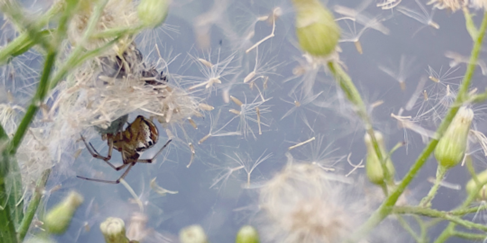 Abgeblühte Pusteblumen hängen voll mit deren Samen. Darin sitzt eine Spinne an auf einem Pflanzenstil. Im Hintergrund eine graue Hauswand.