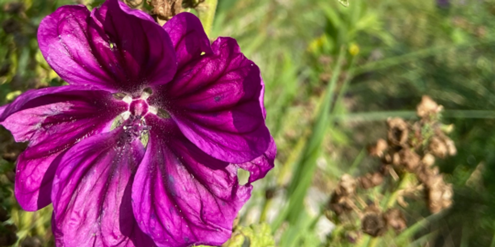 In Nahaufnahme ist eine violette Blüte zu sehen. Dahinter stehen hohe Gräser.