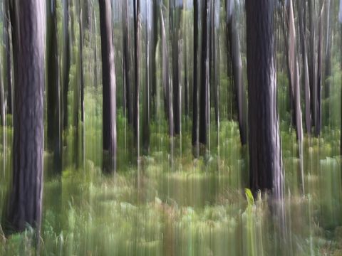 Braune Baumstämme und das Grün des Darsser Waldes, verschwommene Aufnahme