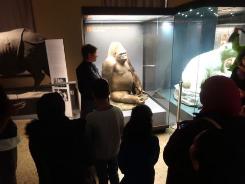 Präparate Gorilla und Eisbär im Naturkundemuseum Berlin