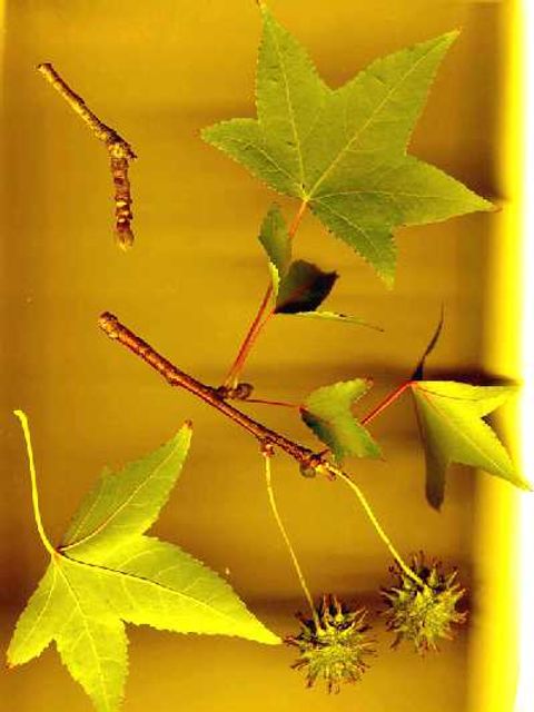Amberbaum - Früchte und Blätter eines Amberbaums