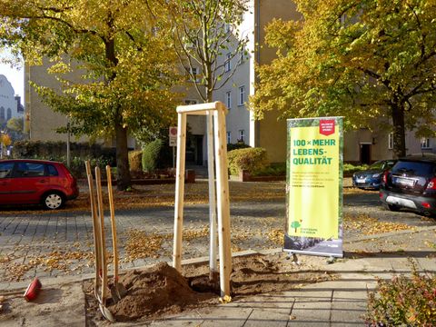 Baumpflanzung in Pankow im Rahmen der Stadtbaumkampagne