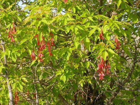Bildvergrößerung: Blätter und Früchte des Eschen-Ahorns 