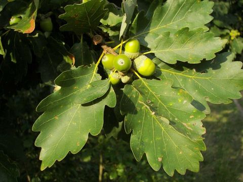 Bildvergrößerung: Blätter und kurzgestielte Früchte der Trauben-Eiche 