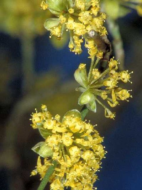 Kornelkirsche - Blüten einer Kornelkirsche in Nahaufnahme
