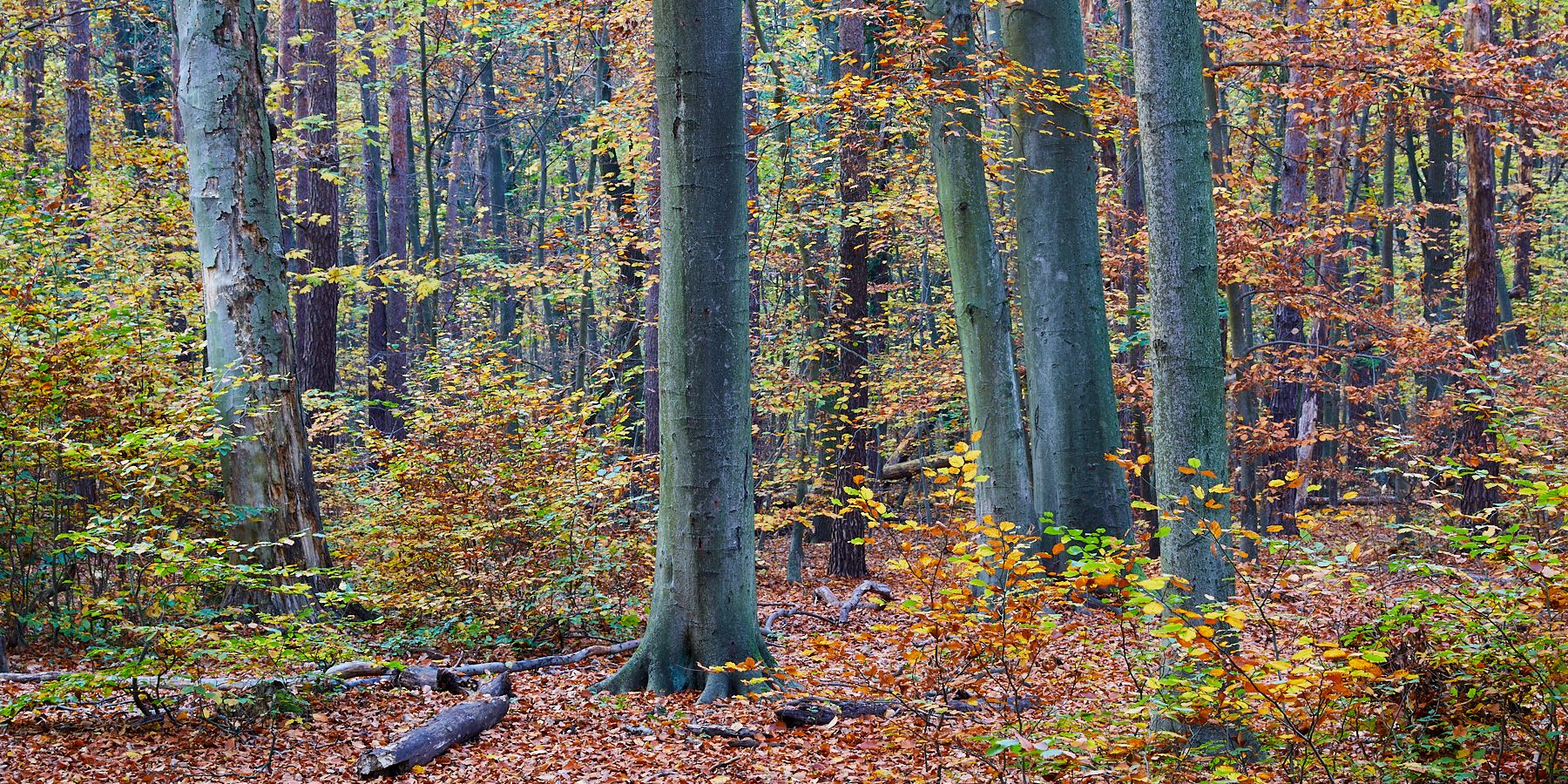 Bildvergrößerung: LSG Köpenicker Wälder nördlich der Müggelspree, Wald bei Hessenwinkel